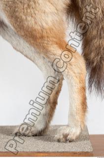 Wolf leg photo reference 0006